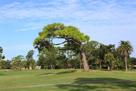 Smyrna golf course - Our course is a pleasure for golfers of any skill level to play. Test your accuracy with our fairways, water hazards and sand traps; we have everything you need to challenge you and improve your game. : 1000 Wayne Avenue New Smyrna Beach, FL 32168. jfadden@cityofnsb.com. (386) 410-2693. : 7 Days a Week — 7:00am – 5:30pm Call for Holiday ... 